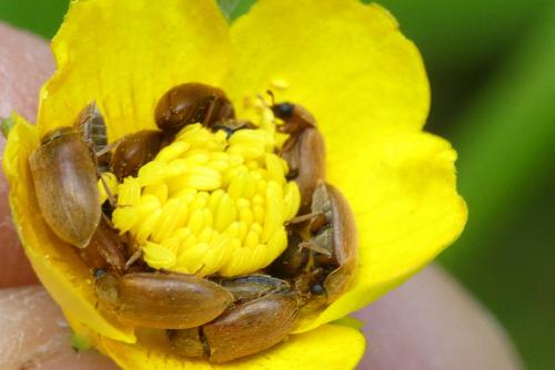 Byturus sp.